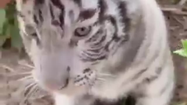 what a great animal transformation.