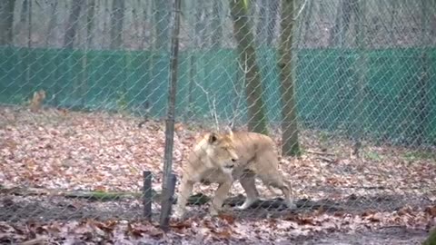Three lion cubs vaccinated against cat flu at Dutch zoo _ AFP
