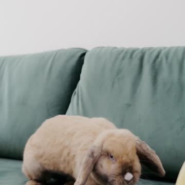 Funniest Rabbit Videos Weekly Compilation 2022 | Funny Pet Videos