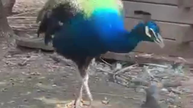 The fat peacock can't fly