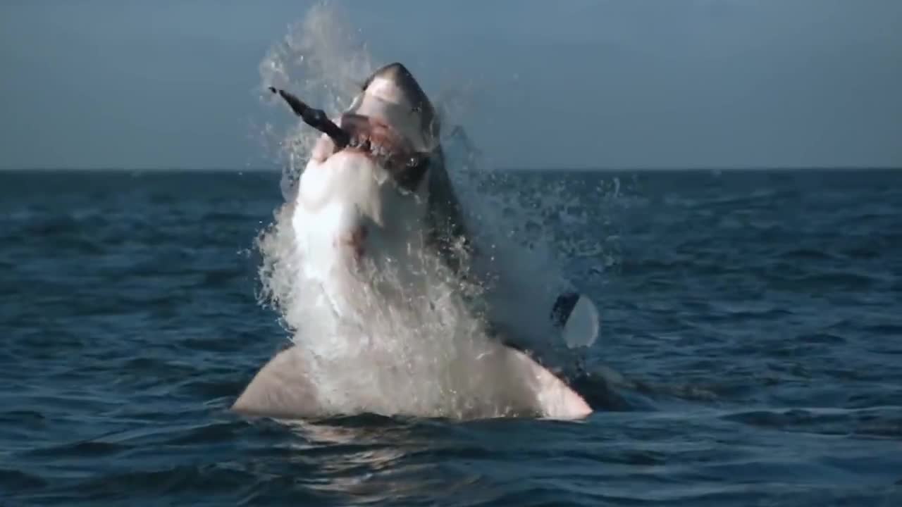 This Is Why All Whales Are Afraid of Orca