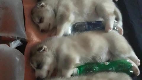 Puppies Staying Cool in the Heat