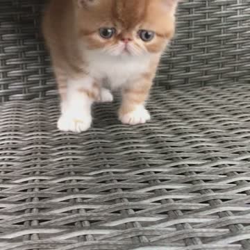 Little furry #shorts #kittens #funnycats