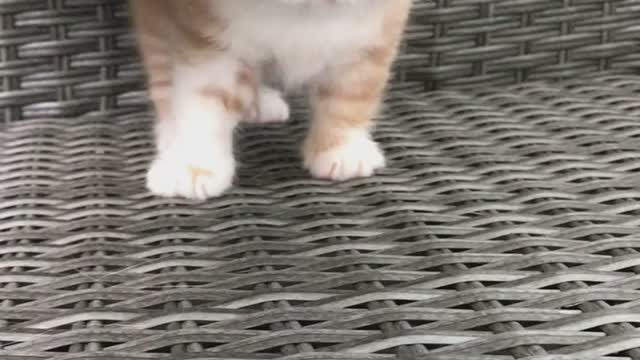 Little furry #shorts #kittens #funnycats