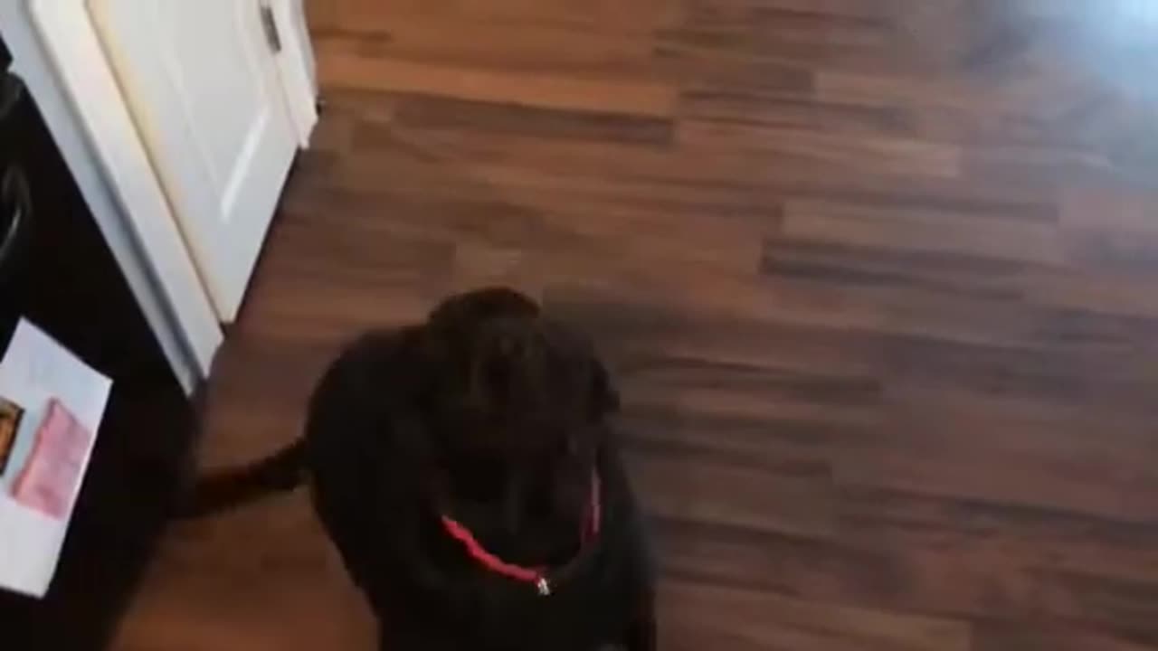 Dog feeding video.