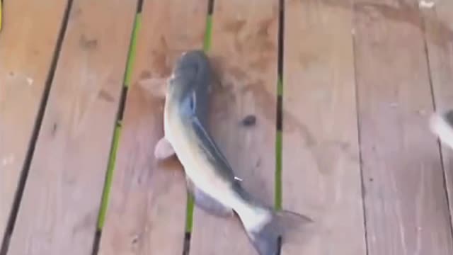 Fish Funny Video