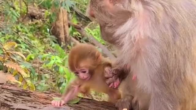 Mother monkey and Newborn Baby monkey 3