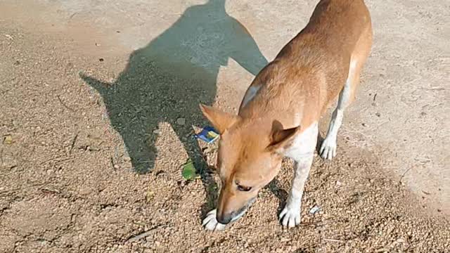 Very sweet Dog