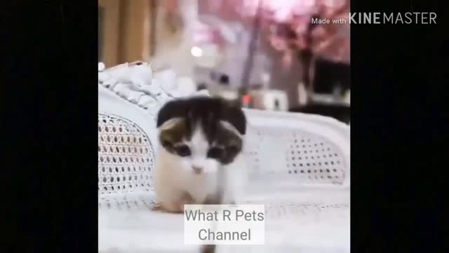 funny cat videos too cute #7