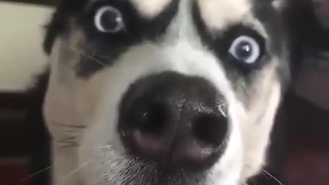 Funny black husky dog is howling similar to the car sound