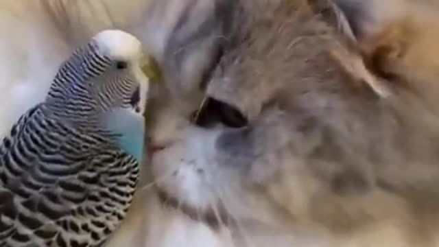 Cat 😻 vs Parrot reactions