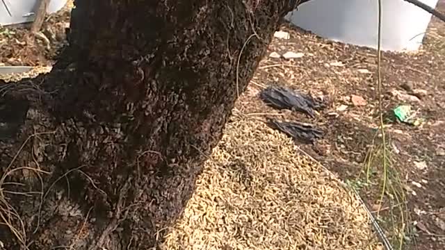 Spruce Bonsai Ground