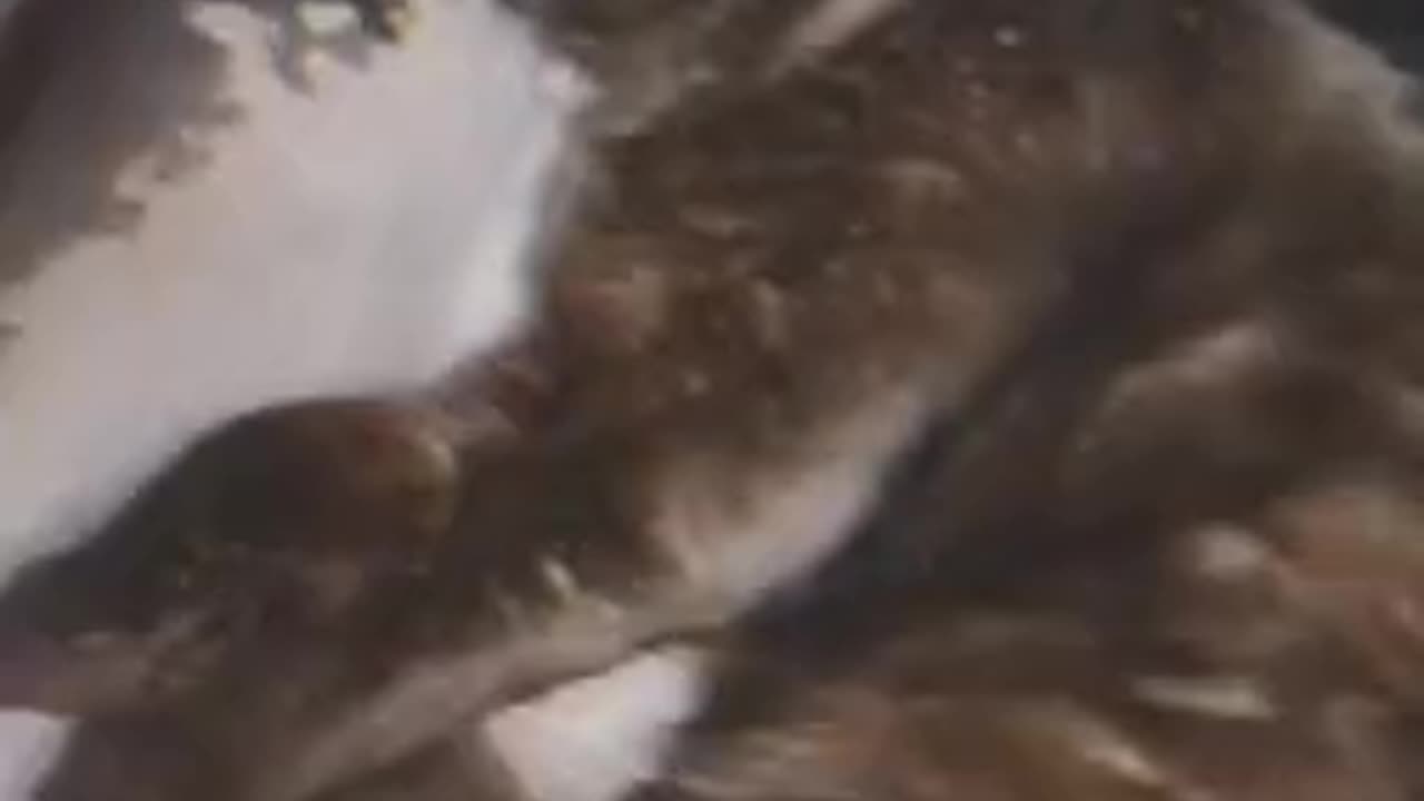 Spider is eepy