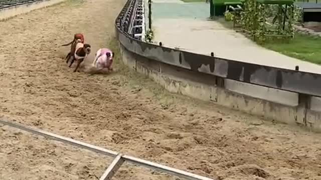 Dog races don't forget to fight