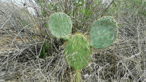 'Mouse Ears' - Prickly Pear Cactus