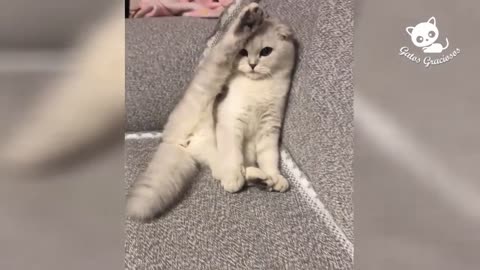 cute and funny funny kittens