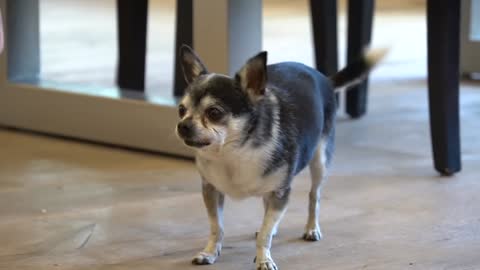 Training My Dog(Chihuahua) To Sit For 20 Minutes