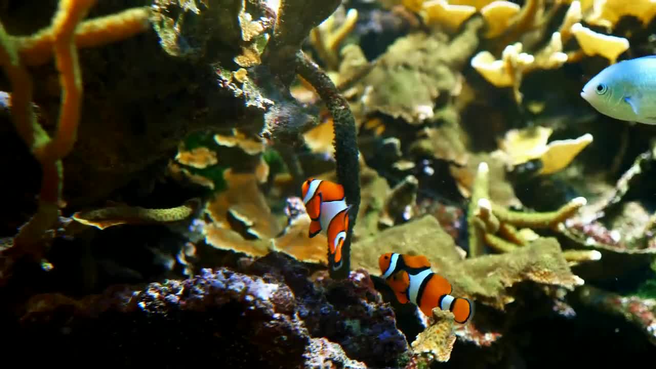 Pet & Wildlife - Clown Fish Swimming Near More Fish