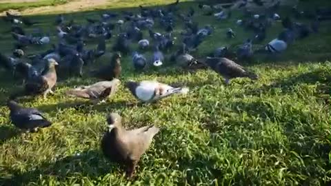 Group of Pigeons eating together.