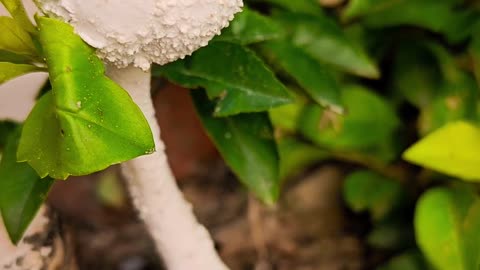 Mushroom