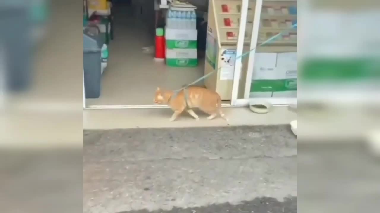 Cat Walking|funny way🤣🤣