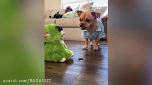 Humorous animals