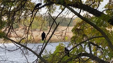 American River Vultures in a Tree