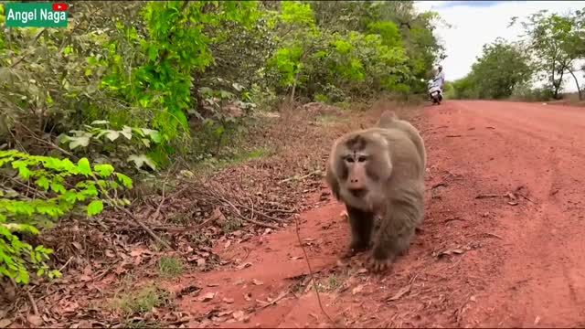 Dog and monkey play action prank and Make Funny.