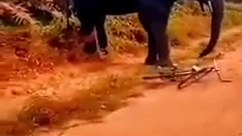 Wild elephant try to kill man