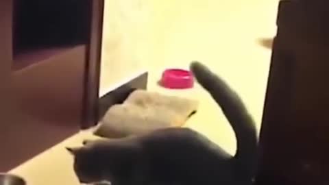 Cute Cat trying to move her bed