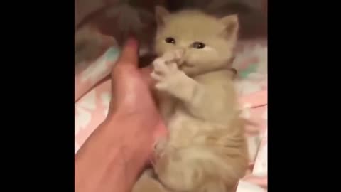 Funny pets and animal life