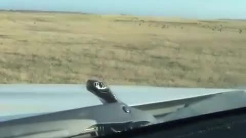 Meanwhile In Australia.... Poisonous Snakes Love Travelling