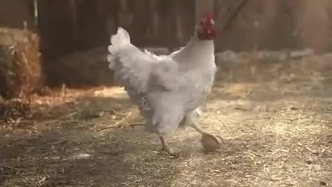 Poule joueur