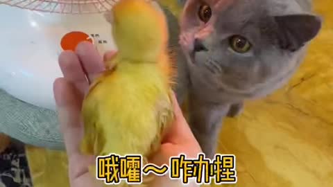 Cute little cat