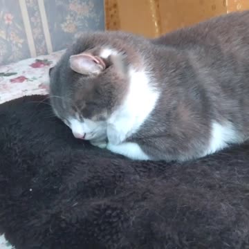 This is the only cat in the world