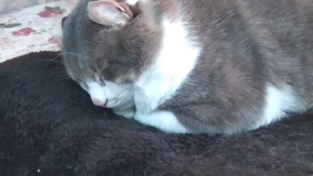 This is the only cat in the world