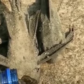 #viral #video #catfish #neture#facts#super