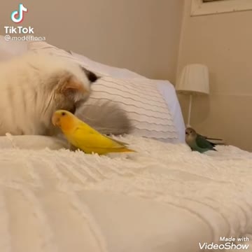 Play and fun between birds and cats