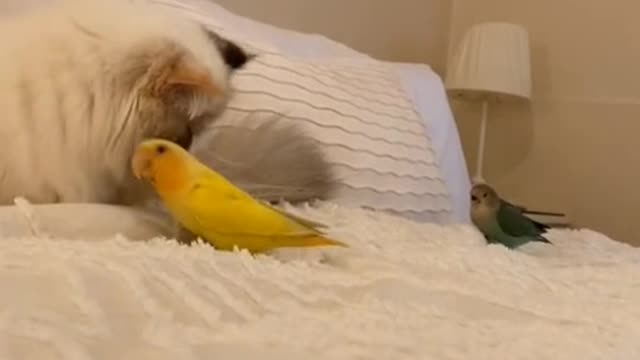 Play and fun between birds and cats