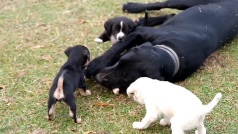 DOG AND PUPPIES