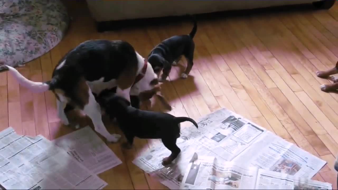 Mom Beagle Running From Her Hungry Puppies