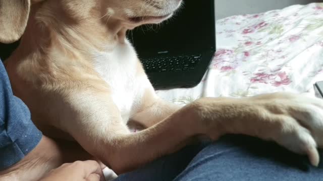 Falando com meu cachorro