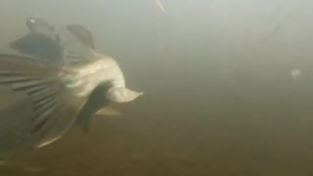 the pike hunts for the perch, the perch trolls the pike.