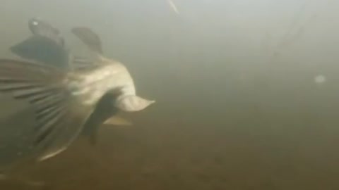 the pike hunts for the perch, the perch trolls the pike.