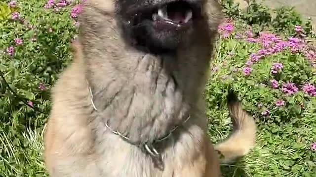 handsome police dog