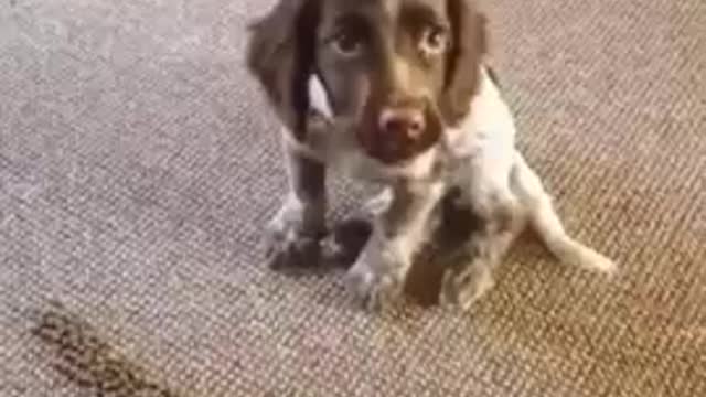 Cute Puppy Waits for Owners Approval!