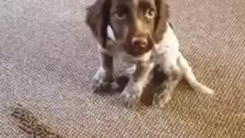 Cute Puppy Waits for Owners Approval!