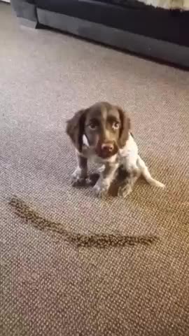 Cute Puppy Waits for Owners Approval!