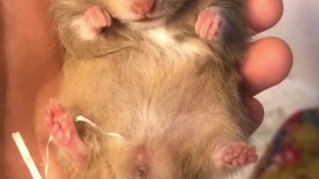 Ratty is so cute