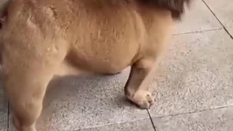 Funny video-cute dog